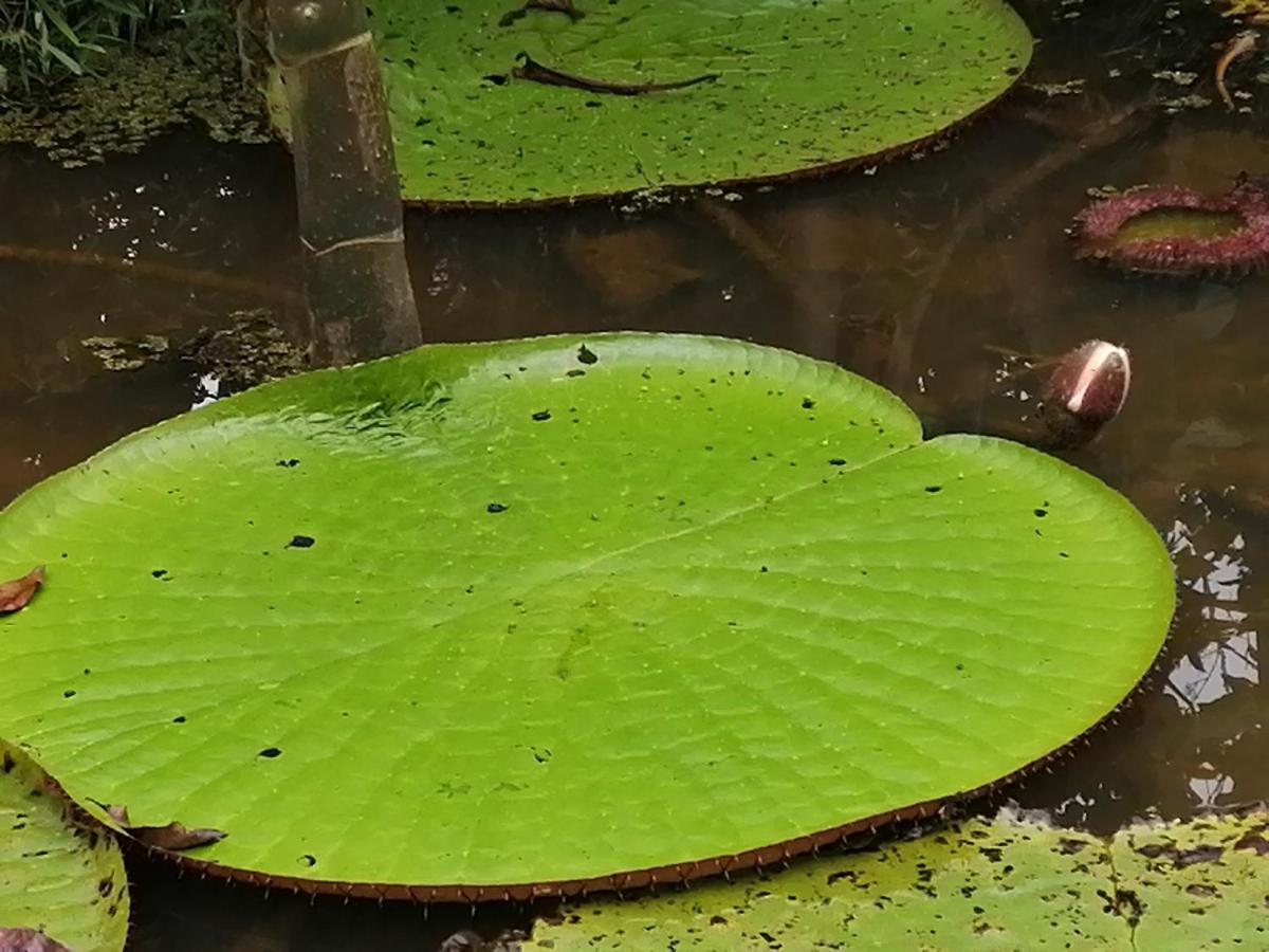 Palmayacu - Refugio Amazonico Летисия Экстерьер фото