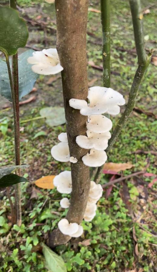 Palmayacu - Refugio Amazonico Летисия Экстерьер фото
